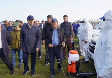 Түркістан облысында шегірткеге қарсы күрес науқаны күшейтілді