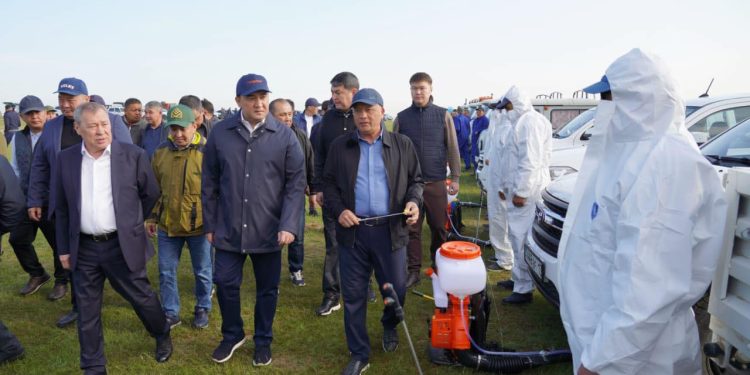 Түркістан облысында шегірткеге қарсы күрес науқаны күшейтілді